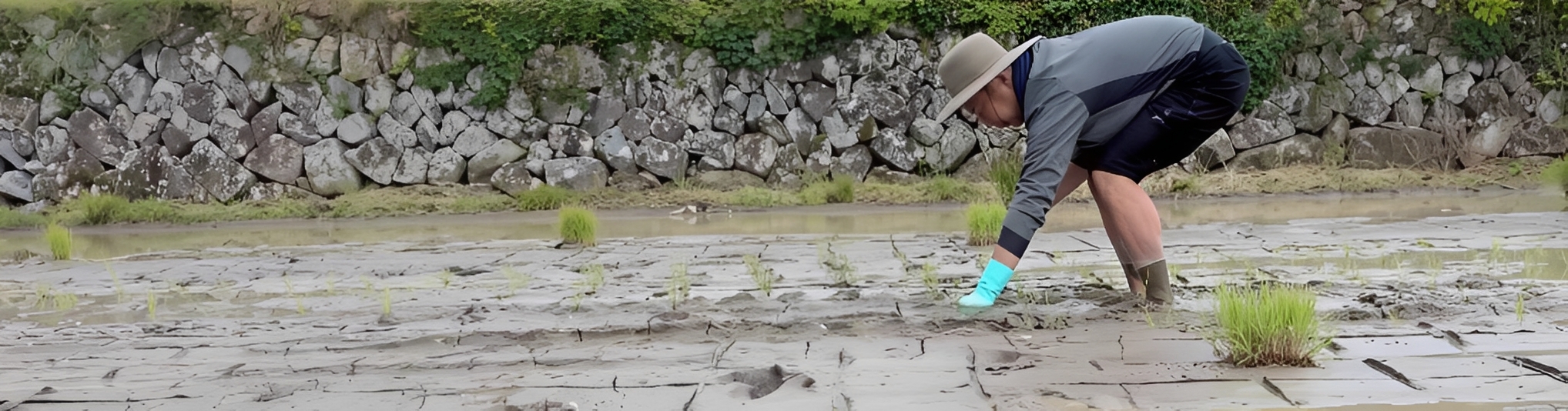 米良氣の米作り